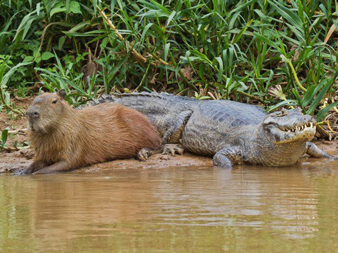 Capybaras are friendly with everyone!