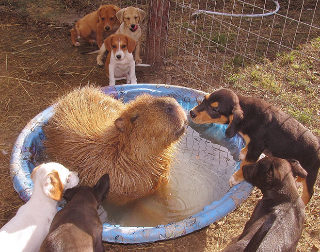 Capybaras are friendly with everyone!