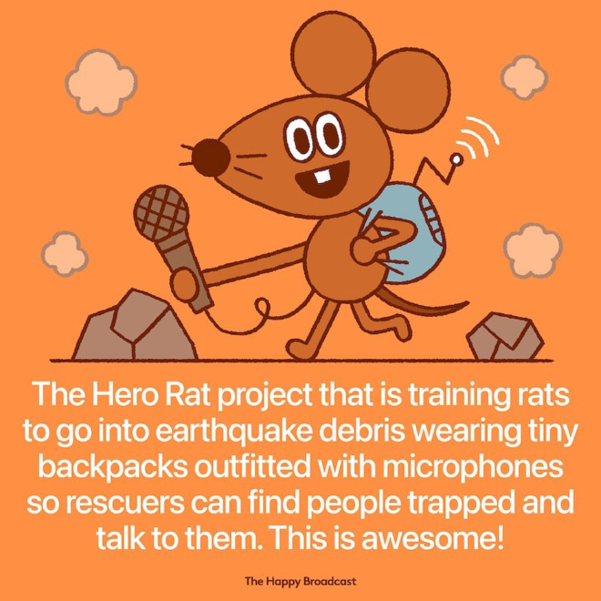 The innovative project is being worked on by research scientist Dr. Donna Kean, 33, from Glasgow, Scotland. So far, seven rats have been trained, taking only two weeks to get them up to speed. The rats have a great sense of smell, and can move through small spaces to search for survivors buried in rubble. The basic behavioral sequence is: search for victim, pull ball to communicate when victim has been found, then return to trainer for reward.