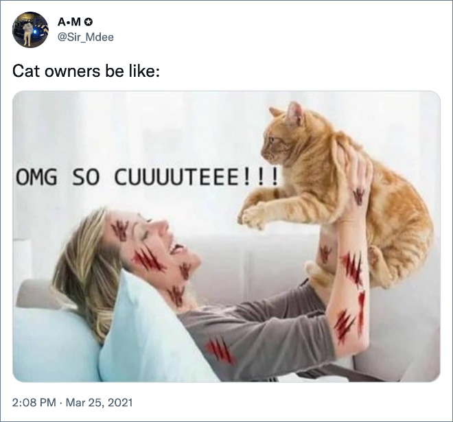 Cat owners be like: