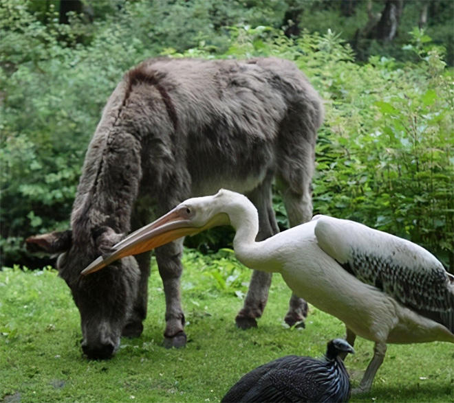 Pelicans just don't care. They will try to eat anything they can fit in their pouch.