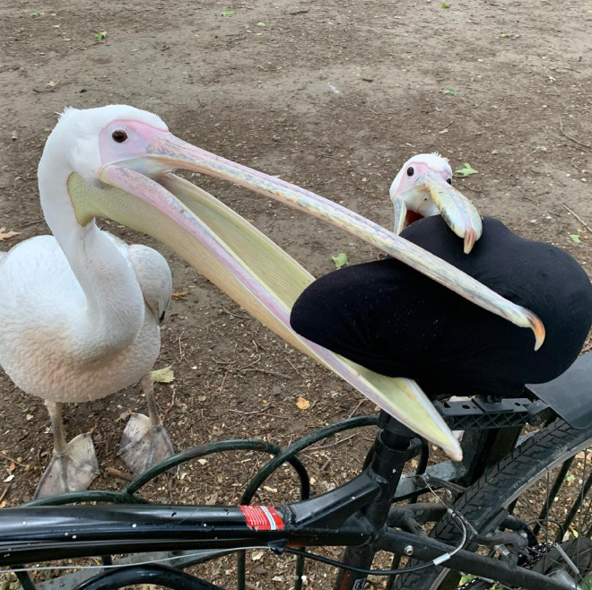 Pelicans just don't care. They will try to eat anything they can fit in their pouch.