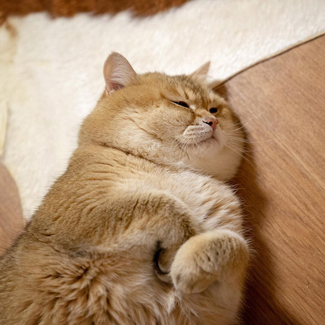 Chonky double chin cat.