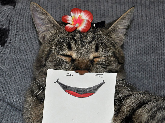 Cats with cartoon mouths are hilariously adorable.