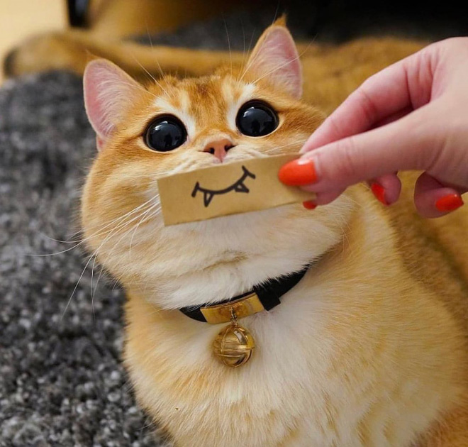 Cats with cartoon mouths are hilariously adorable.