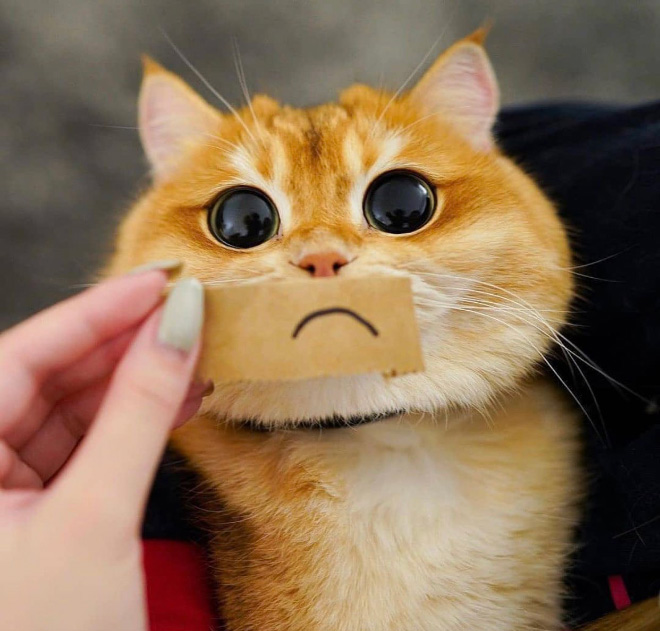 Cats with cartoon mouths are hilariously adorable.