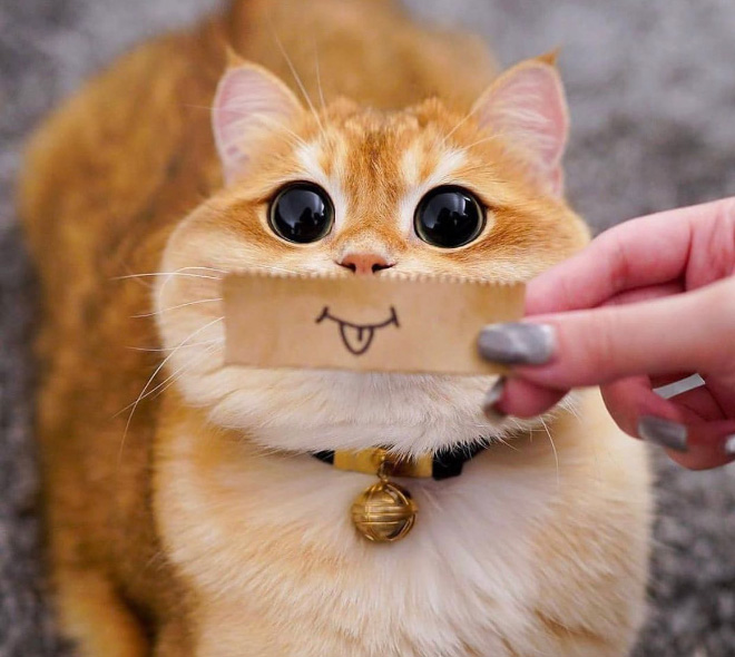 Cats with cartoon mouths are hilariously adorable.