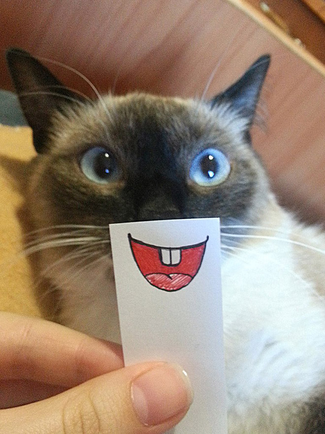 Cats with cartoon mouths are hilariously adorable.