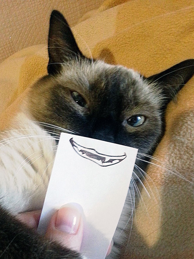 Cats with cartoon mouths are hilariously adorable.