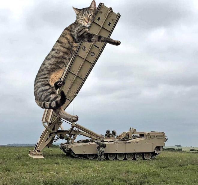 Giant military cats are the best cats.