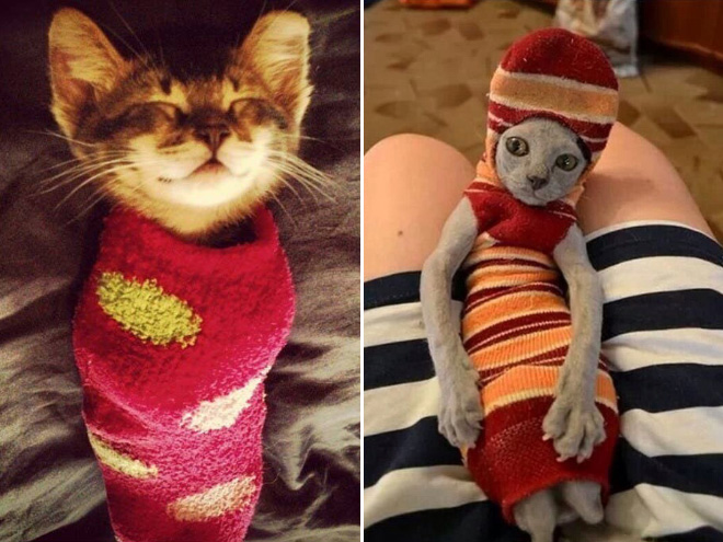 Cats in socks.