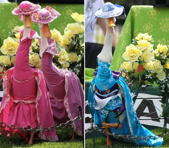 Did You Know There’s an Annual Duck Fashion Show In Sydney?