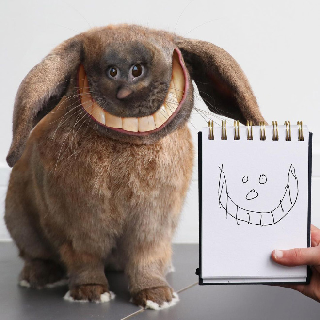 funny drawings of animals