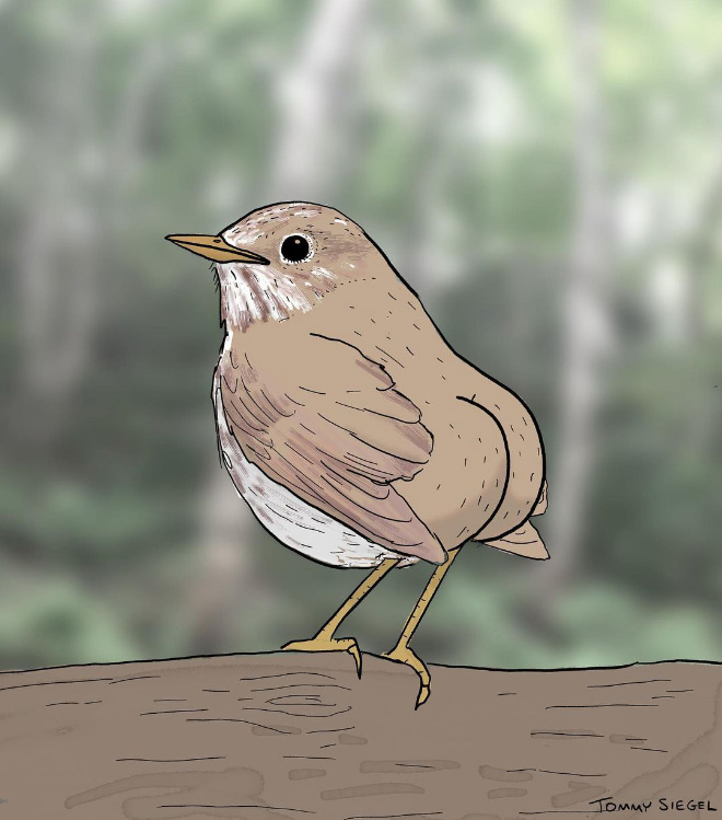 anatomically-correct-extremely-accurate-drawings-of-birds