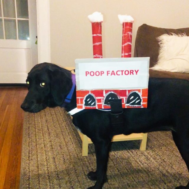 Poop Factory: A Costume Dog Owners Love To Make