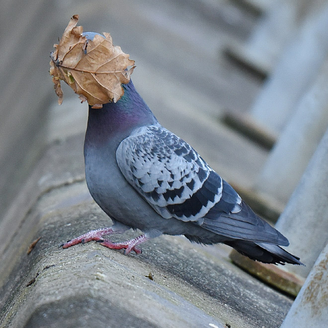 Crap bird photography.