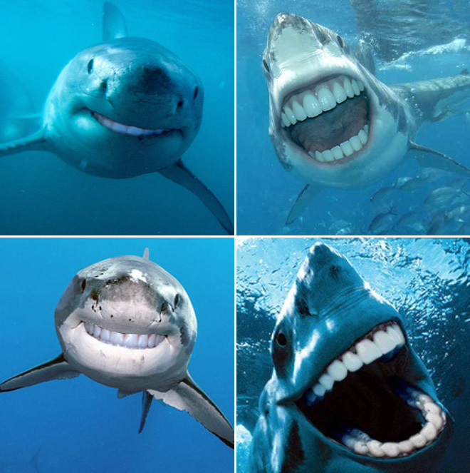 sharks with human teeth