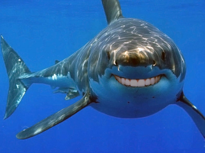 Shark with human teeth.