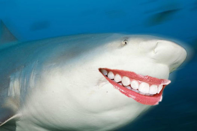 Shark with human teeth.