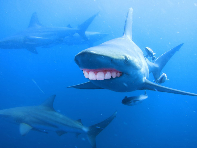 Shark with human teeth.