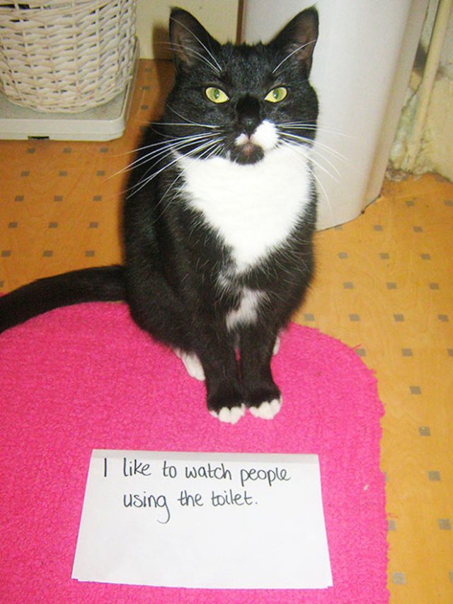 2024 Cat Shaming Calendar Is Finally Here!