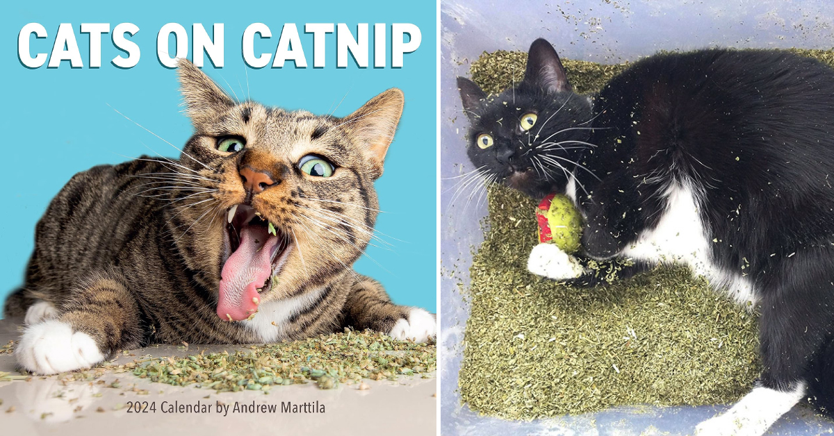 Cats On Catnip 
