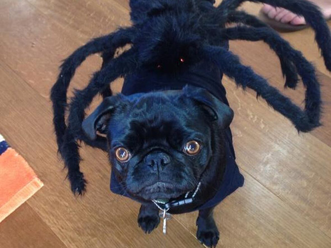 Dog spider costume.
