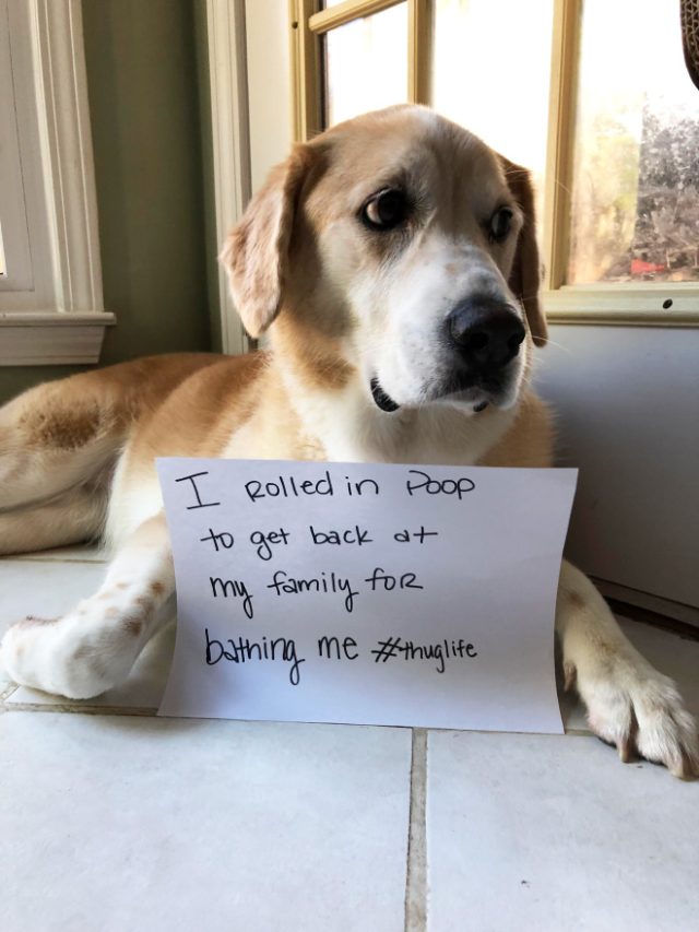 2024 Dog Shaming Calendar Is Finally Here!