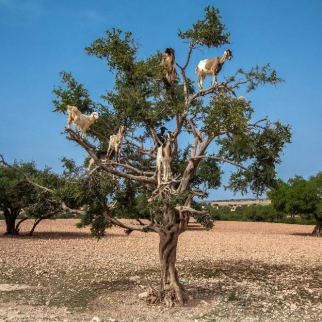 Finally! 2024 “Goats In Trees” Calendar Is Here!