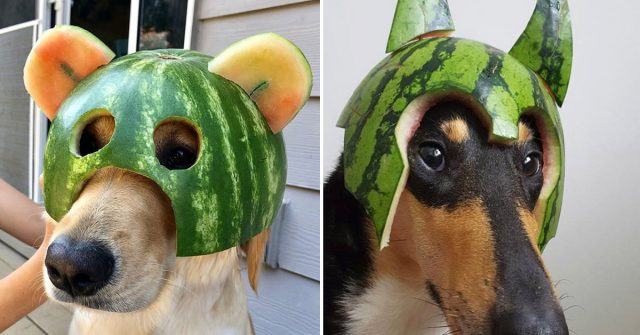 Gallery of Dogs Wearing Watermelon Helmets