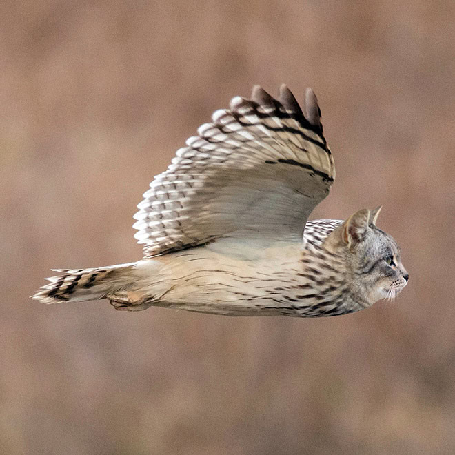 Cats + owls = meowls.