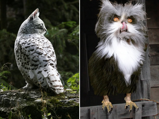 Cats + owls = meowls.