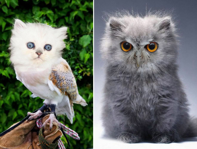 Cats + owls = meowls.