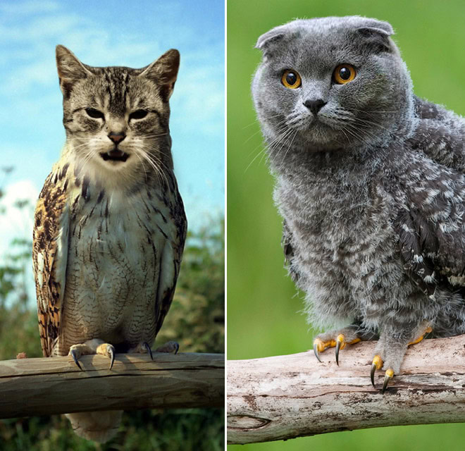 Cats + owls = meowls.