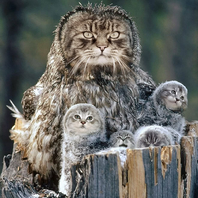 Cats + owls = meowls.