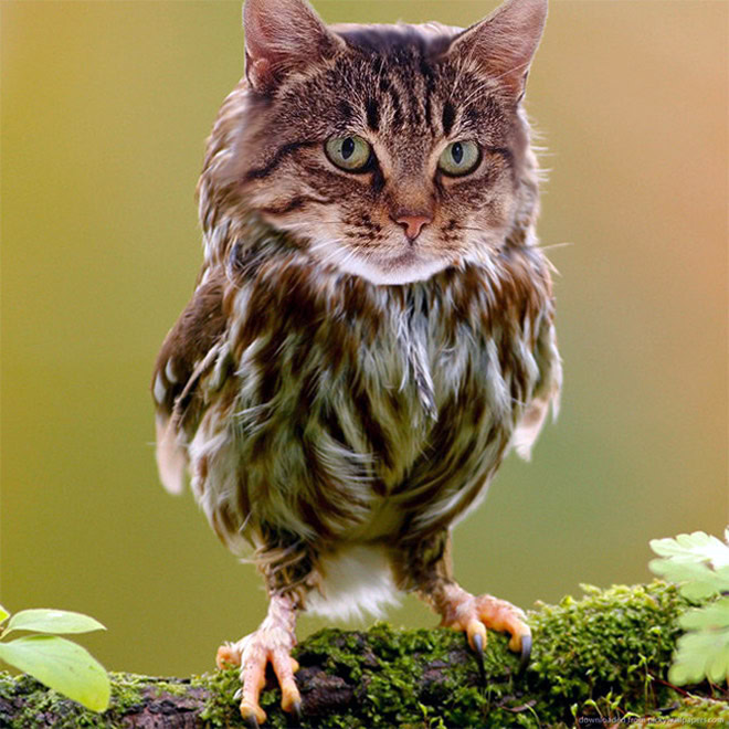 Cats + owls = meowls.