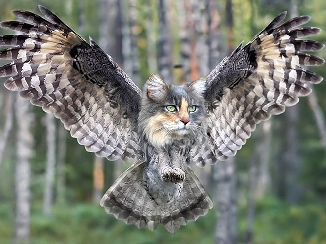 Cats + owls = meowls.