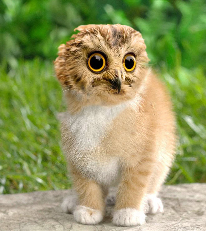 Cats + owls = meowls.