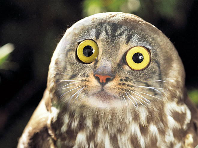 Cats + owls = meowls.