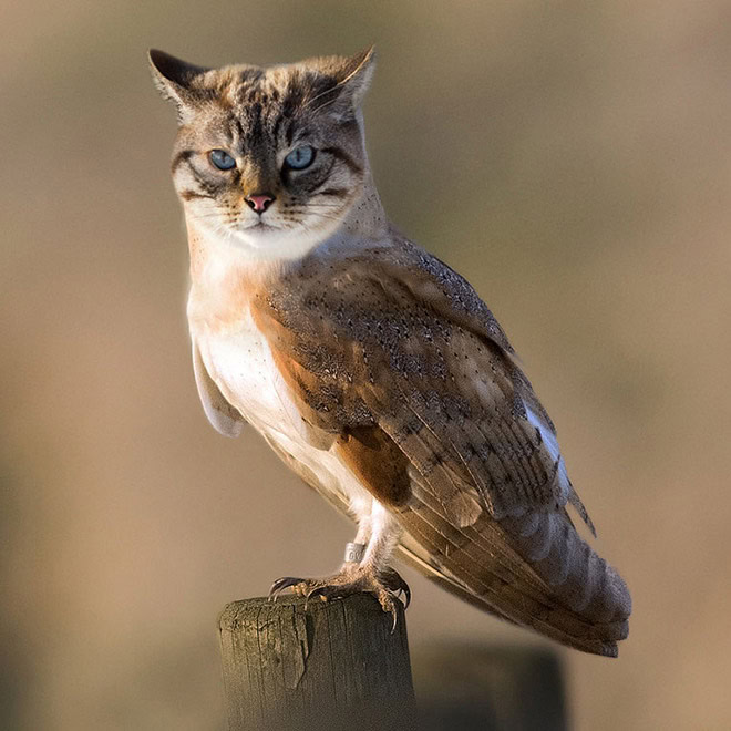 Cats + owls = meowls.