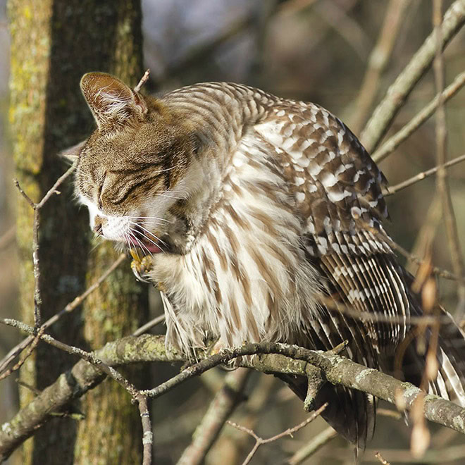 Cats + owls = meowls.