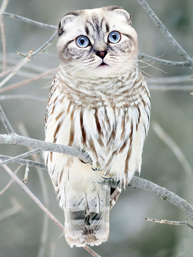 Cats + owls = meowls.