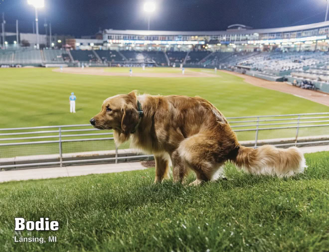 "Pooping Pooches" 2025 calendar.