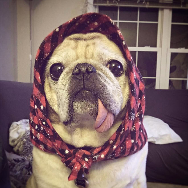 Babushka dog.