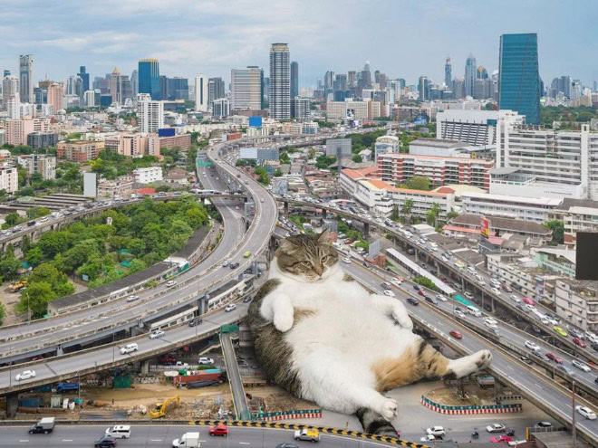 Catzilla.