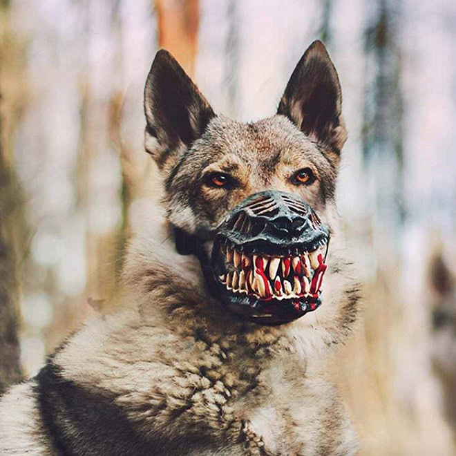 Scary dog muzzle.