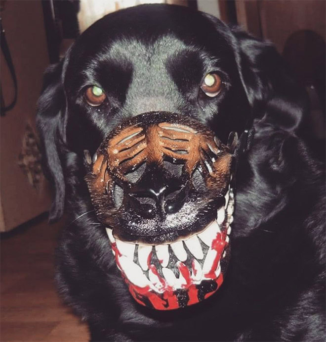 Scary dog muzzle.