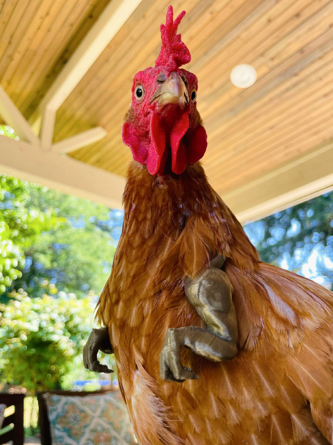 Chicken with T-Rex arms.