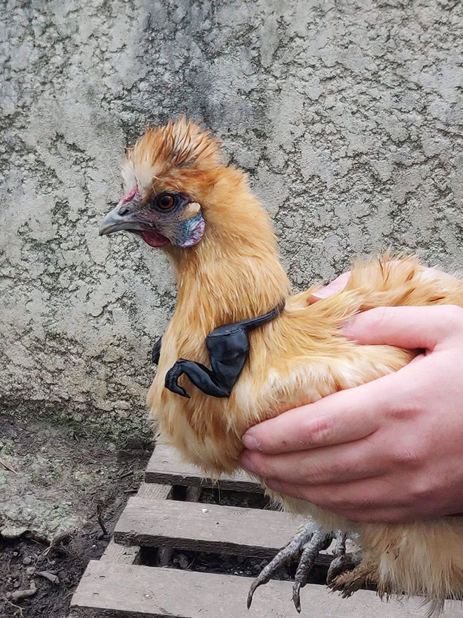 Chicken with T-Rex arms.