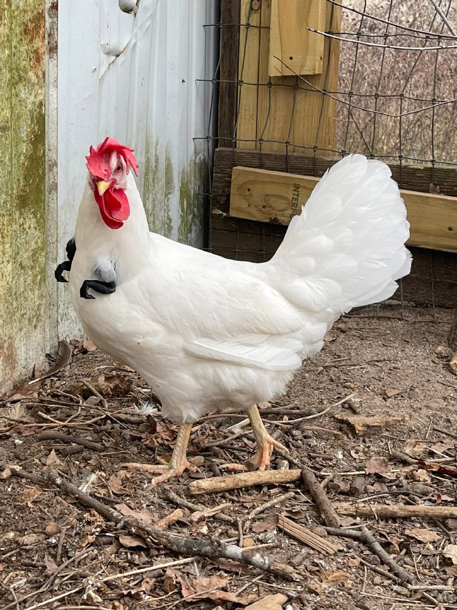 Chicken with T-Rex arms.